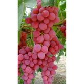 Esplendor Red Globe Üzüm Fidanı - 1 Adet