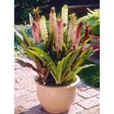 Eucomis Comosa Ananas Çiçeği Zambağı Soğanı (1 Adet)