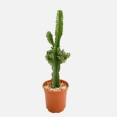 Euphorbia Cactus Süt Ağacı