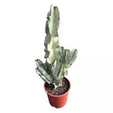 Euphorbia Erythraeae 'Variegata'