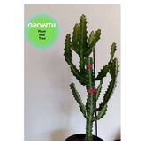Euphorbia Lactea Kaktüs