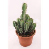 Euphorbia Polyacantha Kaktüs