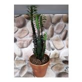 Euphorbia Trigona Red
