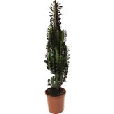 Euphorbia Trigona 'rubra' (Süt Ağacı)