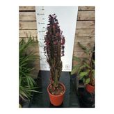 Euphorbia Trigona "rubra" Xl