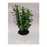 Euphorbia Trigona Yeşil