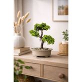 Eva Dekor Yapay Bonsai Ağaç - Doğal Saksılı, Gerçekçi Görünümlü, İç Mekan Süs Bitkisi (Ev & Ofis Dekoru)