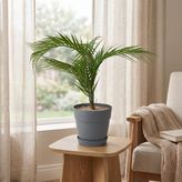 Evidea Deco Saksılı Yapay Çiçek - Yeşil - 85 cm