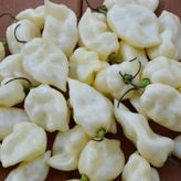 Fatali White Aci Biber Tohumu (15 Adet)