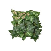 FEJKA yeşil 25x25 cm yapay bitki - 30610759 | IKEA 25x25 cm yapay bitki