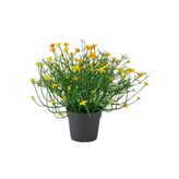 FEJKA yeşil 9 cm yapay bitki - 20613353 | IKEA 9 cm yapay bitki
