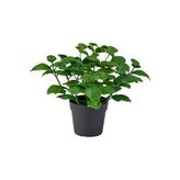 FEJKA yeşil 9 cm yapay bitki - 40610749 | IKEA 9 cm yapay bitki