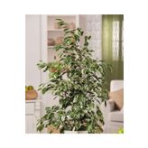 Ficus Benjamin 90-110 Cm, BTS05032025BYB36