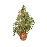 Ficus Benjamin Starlight