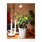 Ficus Benjamina