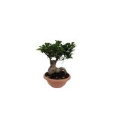 Ficus Bonsai - 29 cm Saksıda