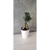 Ficus Bonsai Agacı Seramik Saksıda (Peri)