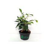 Ficus Bonsai Bitkisi 30 Cm