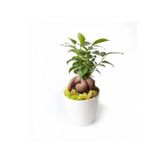 Ficus Bonsai Seramik Saksı Da....