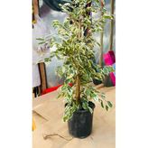 ficus çiçeği CANLI BİTKİ