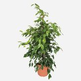 Ficus Daniella Çiçeği 120cm