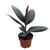 Ficus Elastica 'Abidjan' (Kauçuk Çiçeği)