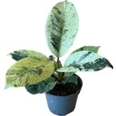 Ficus Elastica 'Shivereana' (Kauçuk Çiçeği)