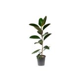 Ficus Elastika Kauçuk Bitkisi 100 Cm Tek Kök, BTSR728
