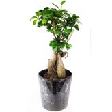 Ficus Ginseng Bonsai 40 Cm