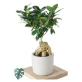 Ficus Ginseng (bonsai Ağacı)