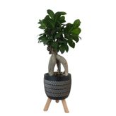 Ficus Ginseng Bonsai Siyah Damla Saksıda