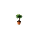 ficus ginseng bonsai
