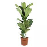 Ficus Lyrata - 12 Cm Plastik Saksıda