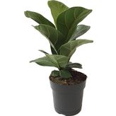 Ficus Lyrata 'Bambino' (Kauçuk Çiçeği)