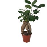 Ficus Microcarpa 'Bonsai'