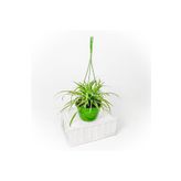 Fidanburada Askılı Kurdele Çiçeği - Chlorophytum Comosum