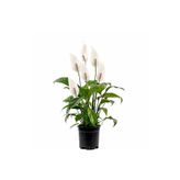 Fidanburada Barış Çiçeği - Spathiphyllum 40-60cm