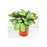 Fidanburada Calathea Ctenanthe - Burle Marxii 'amagris' 30-40 Cm