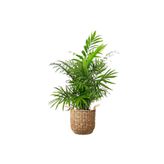 Fidanburada Dağ Palmiyesi (CHAMAEDOREA ELEGANS) Basic Hasır Saksılı