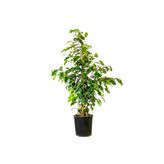 Fidanburada Ficus Benjamina Danielle Benjamin Bitkisi