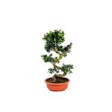 Fidanburada Ficus S Bonsai 60-80 Cm