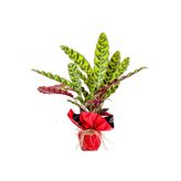 Fidanburada Kalatya (CALATHEA LANCİFOLİA INSİGNE) Hediye Paketli