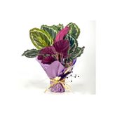 Fidanburada Kalatya-Calathea Medallion Hediye Paketli-İthal