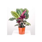 Fidanburada Kalatya-calathea Medallion-ithal 30-40cm