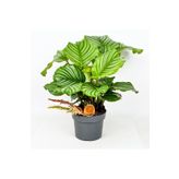 Fidanburada Kalatya-Calathea Orbifolia-İthal
