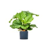 Fidanburada Kalatya-calathea Orbifolia-ruby Antrasit Saksılı Ithal