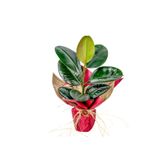 Fidanburada Kauçuk - (Ficus Elastica Robusta) Hediye Paketli