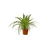 Fidanburada Kurdele Çiçeği - Chlorophytum Comosum