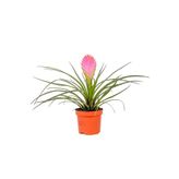 Fidanburada Tillandsia Andreas