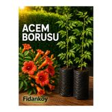 FİDANKÖY Acem borusu tüplü Campsis radicans